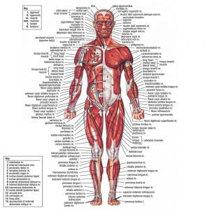 اصطلاحات پزشکی مربوط به عمق و سطح بدن